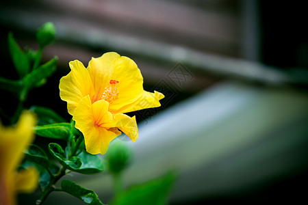 斯派克花 鲁比亚塞花 伊索拉科西娜花蔷薇玫瑰绘画异国花瓣叶子植物学情调衬套植物群图片