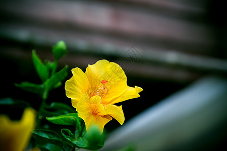 斯派克花 鲁比亚塞花 伊索拉科西娜花植物热带异国玫瑰蔷薇花朵插图叶子植物学生长图片