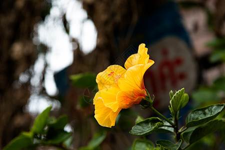 斯派克花 鲁比亚塞花 伊索拉科西娜花蔷薇衬套异国植物学热带植物花瓣花园叶子插图图片