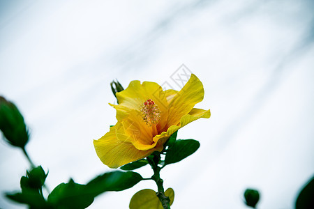 斯派克花 鲁比亚塞花 伊索拉科西娜花热带绘画植物群衬套草本植物植物花朵玫瑰异国叶子图片