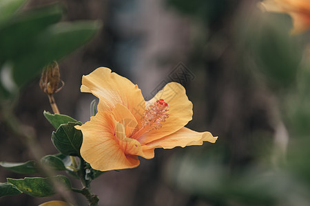 斯派克花 鲁比亚塞花 伊索拉科西娜花绘画花朵玫瑰生长草本植物蔷薇花瓣衬套插图异国图片