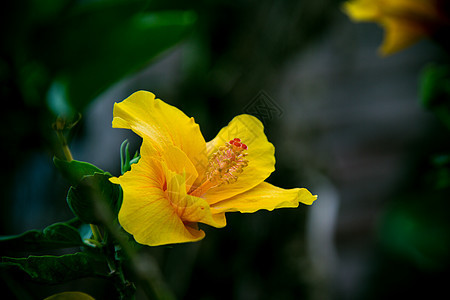 斯派克花 鲁比亚塞花 伊索拉科西娜花植物衬套植物群异国植物学草本植物蔷薇花瓣花朵生长图片