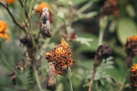 花园里枯死的万寿菊 墨西哥万寿菊 阿兹台克万寿菊 非洲万寿菊风化植物群天空橙子植物生活种子腐烂褪色花瓣图片