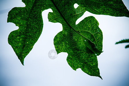 雨后木瓜绿叶 横向照张相玫瑰植物花瓣插图情调植物学草本植物花园热带叶子图片