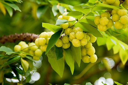 树上的恒星鹅莓文化团体热带叶子物质食物石头甜点星星水果图片