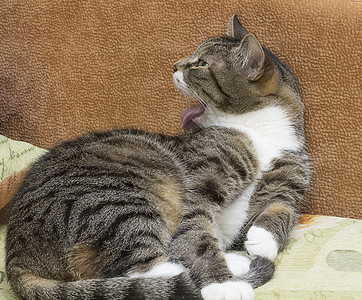 灰色和白色标签猫条纹虎斑晶须动物毛皮尾巴猫咪小猫爪子宠物图片