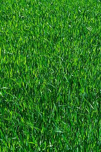 绿草的质地刀刃公园草原花园绿色植物院子草皮足球娱乐土地图片