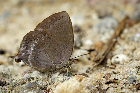 蝴蝶Junonia 柠檬树脂照片荒野橙子野生动物昆虫学叶子翅膀花园昆虫地面生物学图片