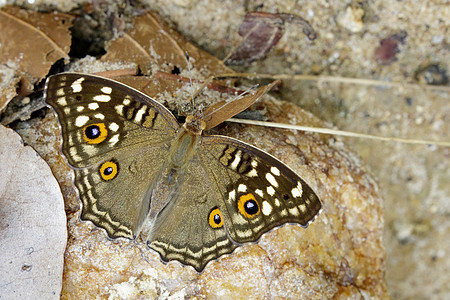 蝴蝶Junonia 柠檬树脂照片花园斑点荒野树叶柠檬生物学昆虫地面橙子翅膀图片