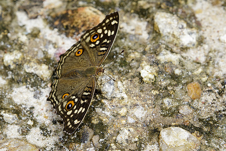 蝴蝶Junonia 柠檬树脂照片昆虫学橙子动物野生动物斑点荒野树叶花园生活生物学图片