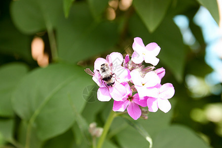 粉红色上厚厚的Bumblebeel图片