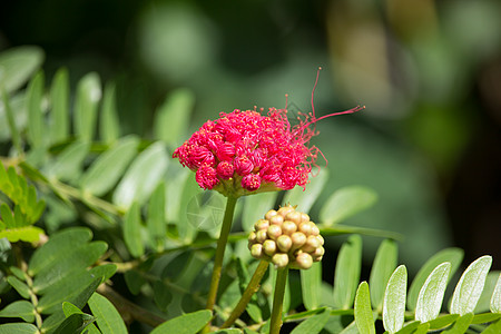 粉红色花粉粉粉帕或头粉末植物叶子花园公园热带粉扑植物群季节含羞草薄雾图片