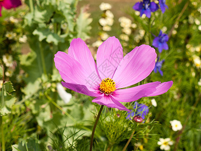 美丽的粉色宇宙花头草本植物紫色叶子植物群花瓣季节生长环境园艺植物学图片