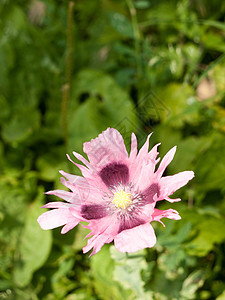 美丽的粉红露花头花朵植物群生长植物学紫色花园叶子花瓣园艺季节图片