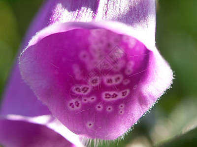 夏季粉红紫花头草地花园植物学季节植物群园艺百合花店草本植物生活图片