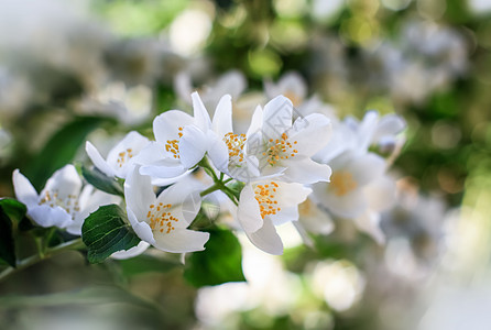 灌木花上的茉莉花图片