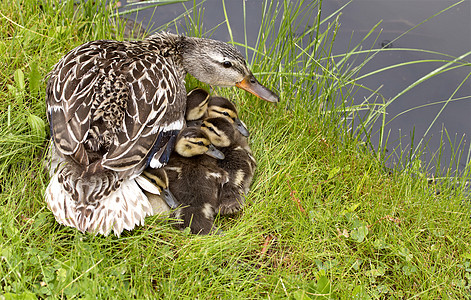 鸭母和婴儿女性荒野场景家族家庭野生动物羽毛动物母亲小鸭子图片