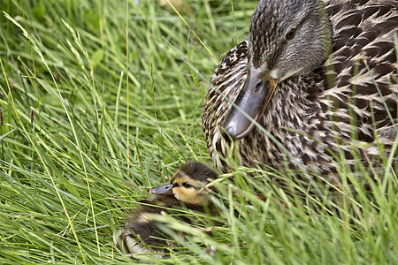 鸭母和婴儿场景家族女性野生动物羽毛家庭动物荒野母亲小鸭子图片