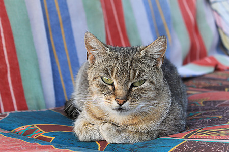 猫在椅子上眼睛友谊宠物动物乐趣猫科哺乳动物毛皮爪子耳朵图片
