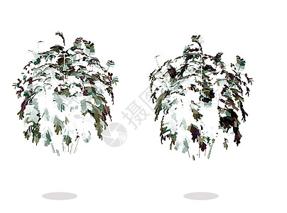 裸子植物树木剪影的插图分支机构树干姿势木头冒充阴影木本裸子被子木质插画