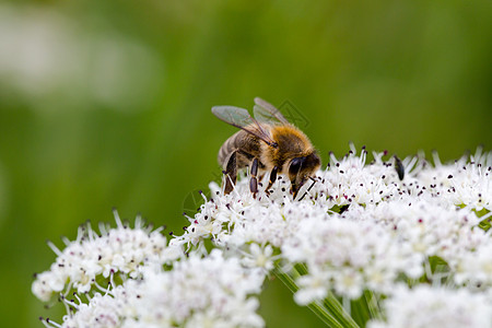 微观世界蜜蜂授粉小白花 宏全框花蜜植物群世界免疫力花园工作植物药物花瓣农业背景