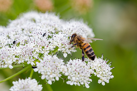 蜜蜂授粉小白花 宏全框花瓣免疫力植物工作场地水果植物群药物宏观动物群图片