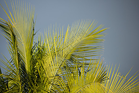 蓝天背景下的椰子叶棕榈植物学热带森林树叶植物叶子绿色椰子花园图片