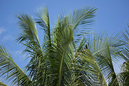 蓝天背景下的椰子叶植物学树叶绿色花园椰子植物森林叶子棕榈热带图片