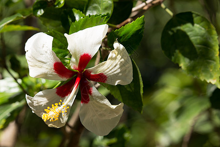 红色混合白色Hibiscus 玫瑰花植物美丽叶子植物群花园异国绿色热带情调花朵图片