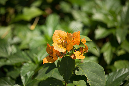 奥兰治布干维尔花和绿叶本底绿色紫色植物群植物白色热带叶子花园粉色植物学图片