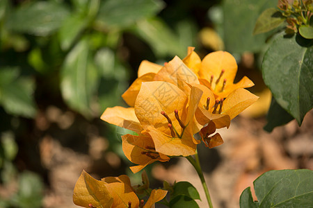 奥兰治布干维尔花和绿叶本底白色紫色橙子花园植物绿色叶子植物群热带植物学图片