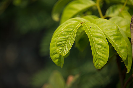 拉布丁果绿叶植物叶子绿色热带花园图片