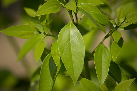 Cinnamoum 露营树叶天篷樟脑环境植物肉桂街道绿色叶子桂冠樟科图片