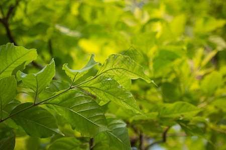 树食物木头白色草本直流电绿色花园植物草本植物叶子图片