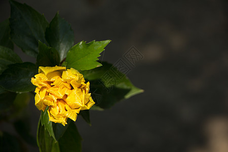 特写黄色的Hibiscus 玫瑰花热带红色花朵叶子植物群粉色异国美丽植物花园图片