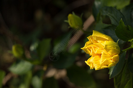 特写黄色的Hibiscus 玫瑰花热带绿色美丽红色花朵植物群花园植物情调叶子图片