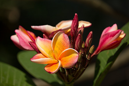 黄黄混合软软粉红色花热带植物美丽异国粉色叶子情调绿色花瓣鸡蛋花图片