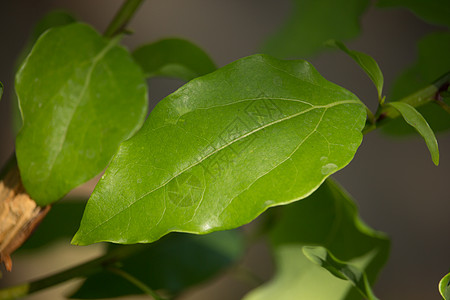 Cinnamoum 露营树叶天篷植物桂冠环境樟脑樟科肉桂街道叶子绿色图片