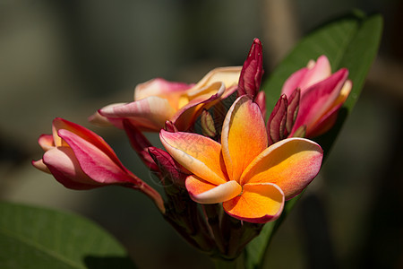 黄黄混合软软粉红色花粉色美丽热带异国绿色鸡蛋花情调植物叶子花瓣图片