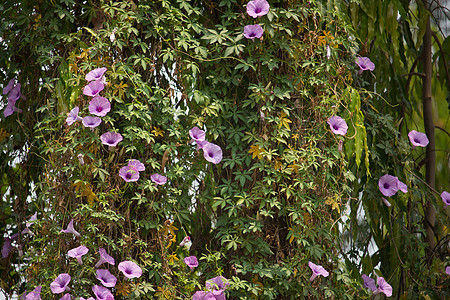 清晨花朵紫花 光辉蔬菜美丽粉色藤蔓荣耀番薯绿色植物群叶子宏观花瓣图片