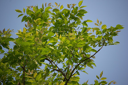 树草本叶子直流电花园白色植物木头食物草本植物绿色图片