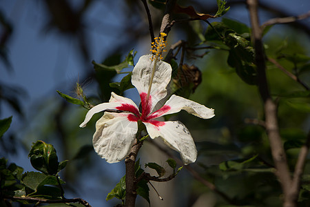 红色混合白色Hibiscus 玫瑰花美丽植物木槿绿色植物群异国花朵情调叶子热带图片