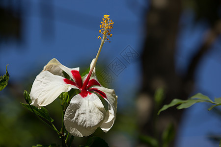 红色混合白色Hibiscus 玫瑰花美丽异国植物叶子热带花朵绿色木槿花园植物群图片