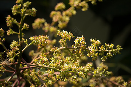 芒果树开花的芒果花热带水果背景图片