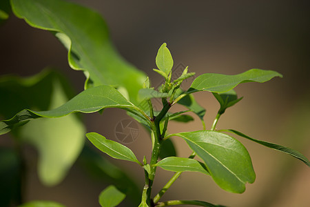 Cinnamoum 露营树叶街道叶子樟脑绿色桂冠植物肉桂环境樟科天篷图片