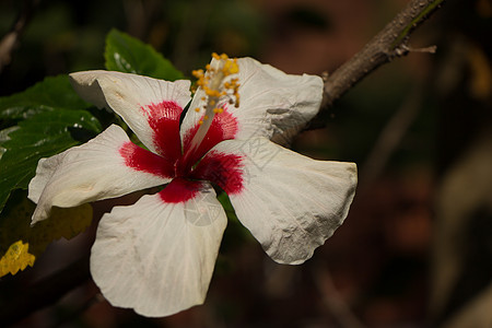 红色混合白色Hibiscus 玫瑰花花园美丽热带花朵异国植物群植物木槿叶子绿色图片