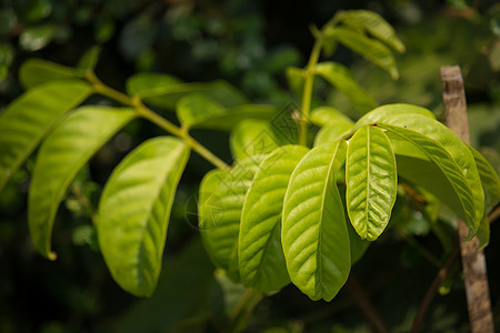 拉布丁果绿叶热带叶子绿色植物花园图片