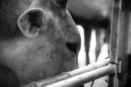 以马厩为单位的布拉曼牛群鼻子谷仓农场家畜摊位牛肉小牛农业栅栏农民图片