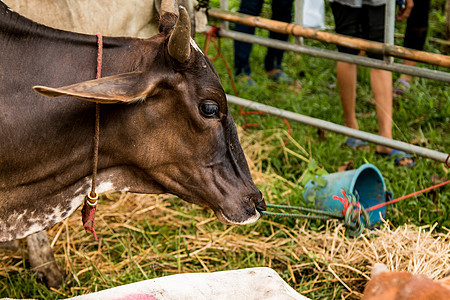 以马厩为单位的布拉曼牛群哺乳动物奶牛动物稻草草地牛肉奶制品农场牧场农业图片