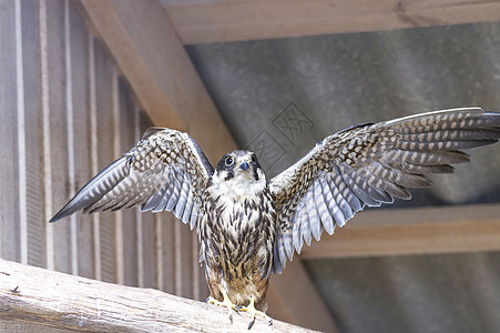 常见的 Kestrel 特写羽毛荒野栖息飞行棕色野生动物眼睛天空航班翅膀图片